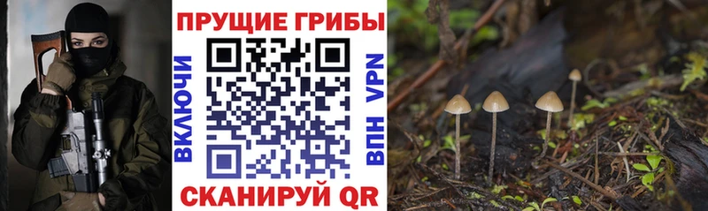 Купить закладки  Сафоново  Псилоцибиновые грибы прущие грибы 